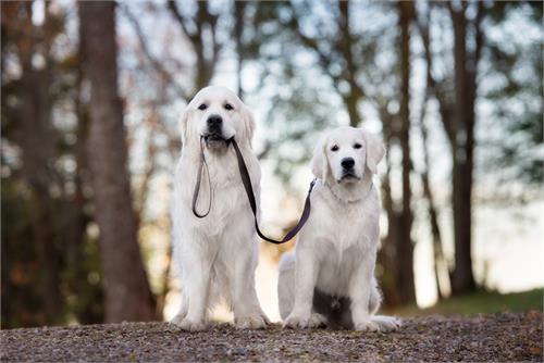 Leinenregelung für Hunde in Salzburg | SalzburgBLOG