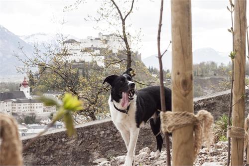 Salzburg - ein Paradies für Hunde | SalzburgBLOG