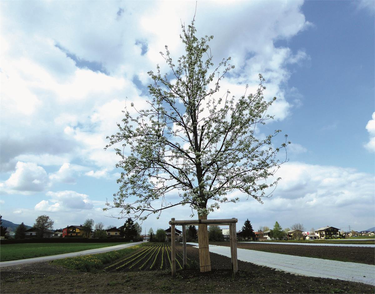 Pear tree on the Walser field | Wals-Siezenheim