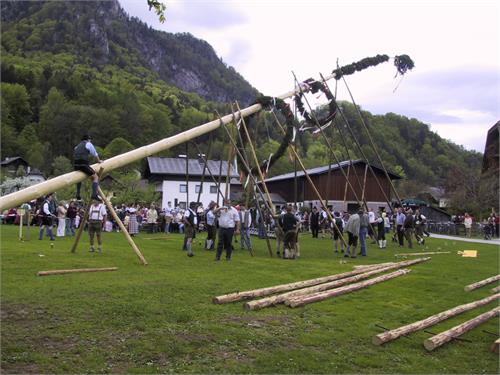 Maibaum - Aufstellen