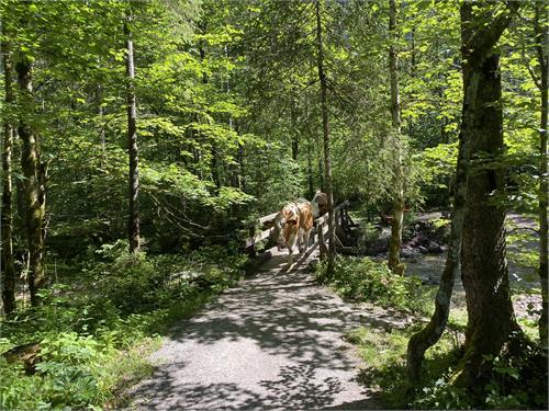 The Tauern Cycle Path