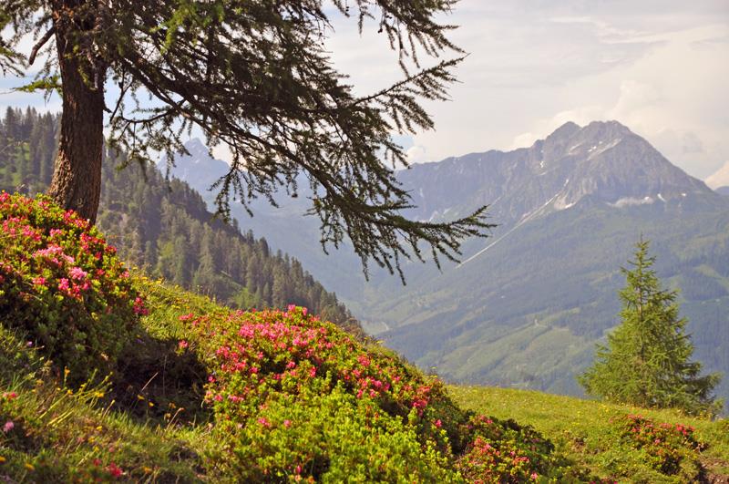 Salzburger Sportwelt